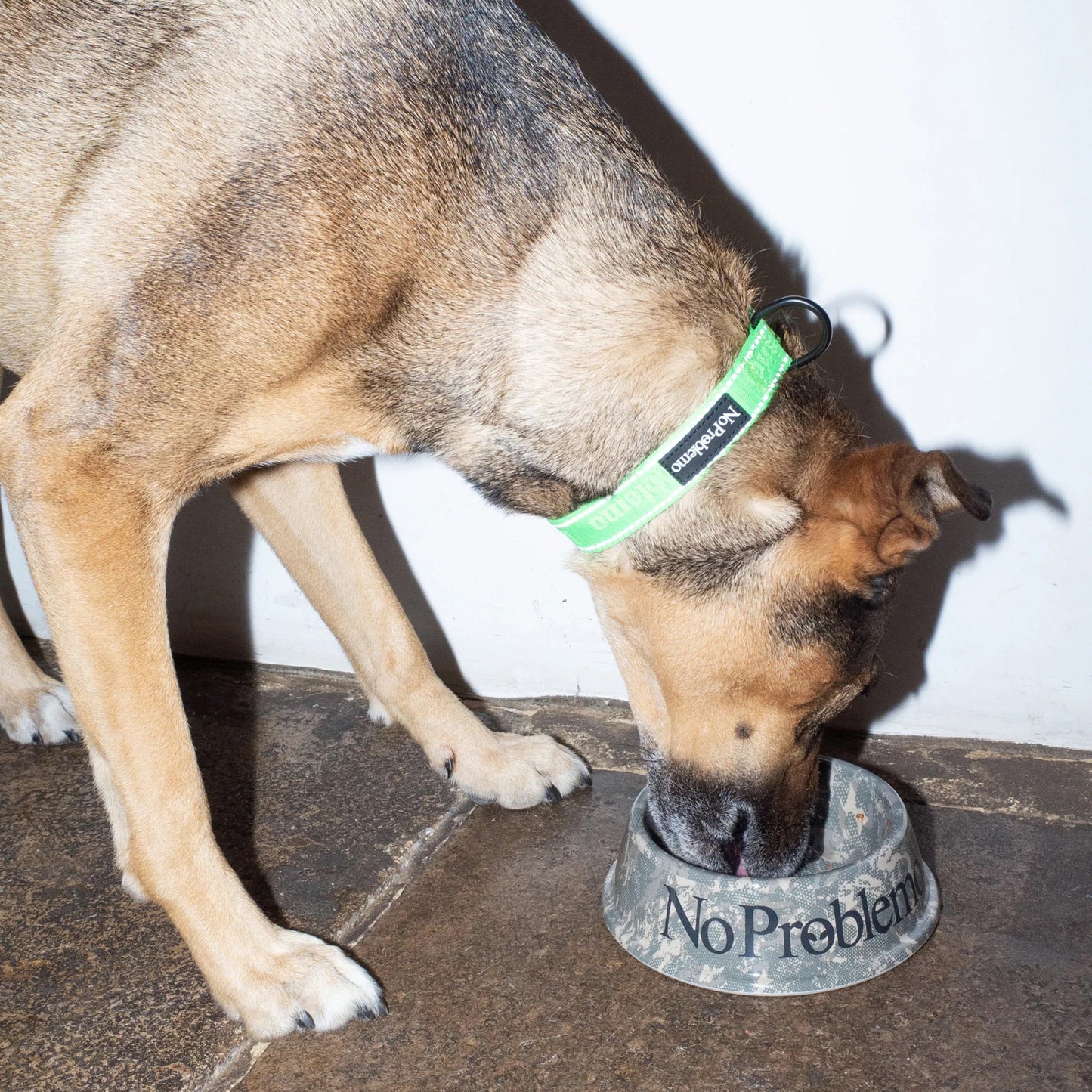 No Problemo Pet Bowl AW26 - Camo