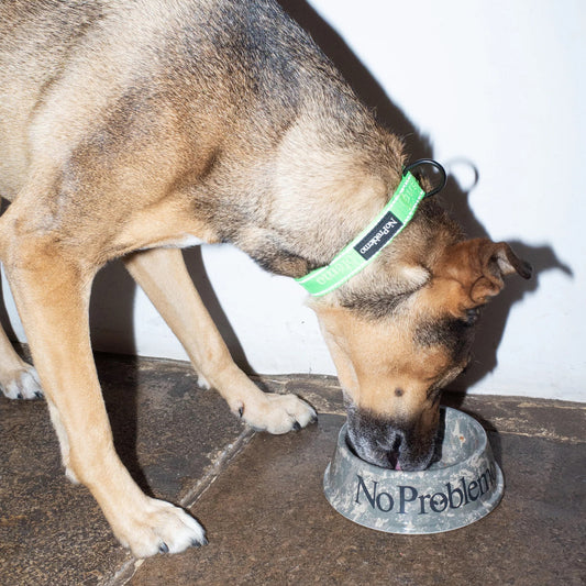 No Problemo Pet Bowl AW26 - Camo